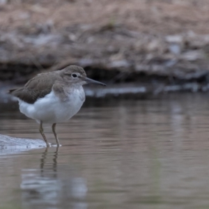 Actitis hypoleucos at Monash, ACT - 11 Jan 2020