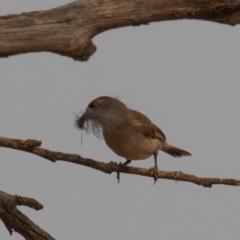 Aphelocephala leucopsis (Southern Whiteface) at Bellmount Forest, NSW - 11 Jan 2020 by rawshorty