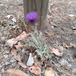 Onopordum acanthium at Barton, ACT - 12 Jan 2020