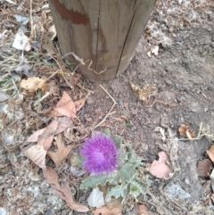 Onopordum acanthium at Barton, ACT - 12 Jan 2020