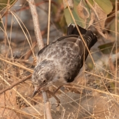 Daphoenositta chrysoptera at Bellmount Forest, NSW - 11 Jan 2020