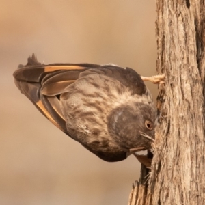 Daphoenositta chrysoptera at Bellmount Forest, NSW - 11 Jan 2020