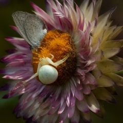 Thomisus spectabilis (Spectacular Crab Spider) at ANBG - 8 Jan 2020 by WHall