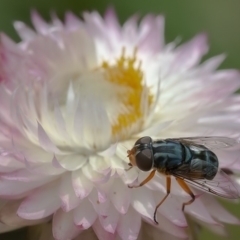 Austalis copiosa (Hover fly) at ANBG - 8 Jan 2020 by WHall