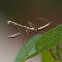 Mantodea (order) (Unidentified praying mantis) at Acton, ACT - 8 Jan 2020 by WHall