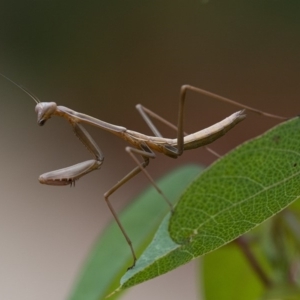 Mantodea (order) at Acton, ACT - 8 Jan 2020 12:35 PM