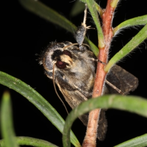 Proteuxoa sanguinipuncta at Ainslie, ACT - 11 Jan 2020