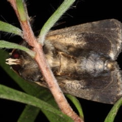 Proteuxoa sanguinipuncta at Ainslie, ACT - 11 Jan 2020