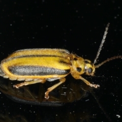 Xanthogaleruca luteola (Elm leaf beetle) at Ainslie, ACT - 10 Jan 2020 by jb2602