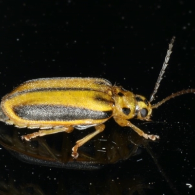 Xanthogaleruca luteola (Elm leaf beetle) at Ainslie, ACT - 10 Jan 2020 by jbromilow50