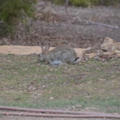 Oryctolagus cuniculus (European Rabbit) at Wamboin, NSW - 22 Nov 2019 by natureguy
