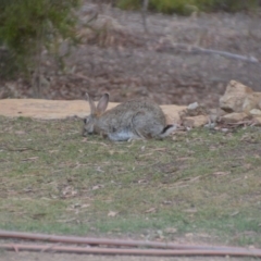 Oryctolagus cuniculus (European Rabbit) at Wamboin, NSW - 23 Nov 2019 by natureguy