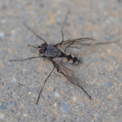 Prosena sp. (genus) (A bristle fly) at Wamboin, NSW - 23 Nov 2019 by natureguy