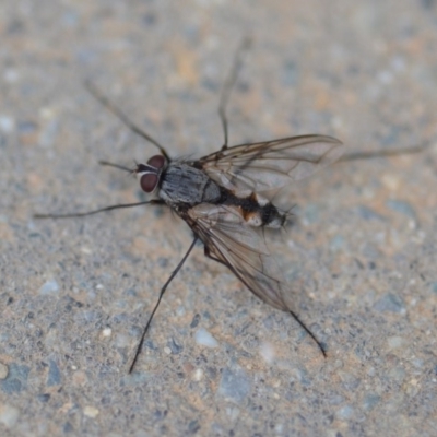 Prosena sp. (genus) (A bristle fly) at Wamboin, NSW - 23 Nov 2019 by natureguy