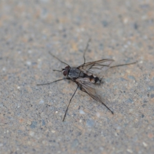 Prosena sp. (genus) at Wamboin, NSW - 23 Nov 2019