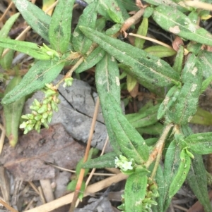 Persicaria prostrata at Dunlop, ACT - 12 Jan 2020 03:08 PM