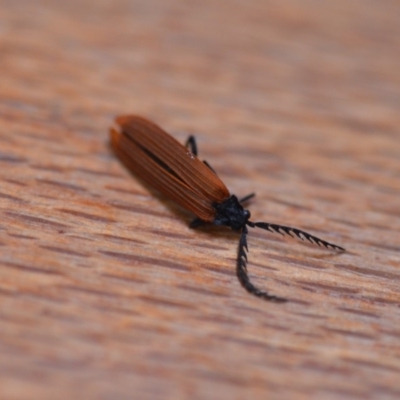 Porrostoma sp. (genus) (Lycid, Net-winged beetle) at Wamboin, NSW - 23 Nov 2019 by natureguy