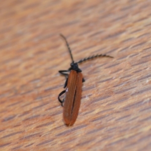 Porrostoma sp. (genus) at Wamboin, NSW - 23 Nov 2019