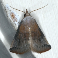 Mataeomera coccophaga (Brown Scale-moth) at Ainslie, ACT - 10 Jan 2020 by jbromilow50