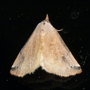 Mataeomera dubia at Ainslie, ACT - 10 Jan 2020