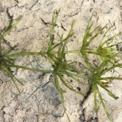 Chara sp. (genus) (A charophyte green algae) at The Pinnacle - 12 Jan 2020 by JaneR