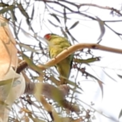 Parvipsitta pusilla (Little Lorikeet) at Kambah, ACT - 12 Jan 2020 by HelenCross