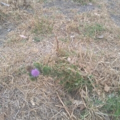 Cirsium vulgare (Spear Thistle) at Lake Burley Griffin Central/East - 12 Jan 2020 by bookworm422