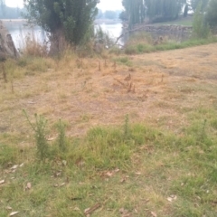 Cirsium vulgare at Barton, ACT - 12 Jan 2020