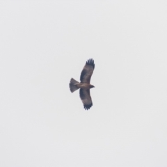 Hieraaetus morphnoides (Little Eagle) by b