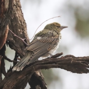 Oriolus sagittatus at Higgins, ACT - 12 Jan 2020