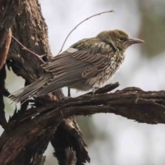 Oriolus sagittatus at Higgins, ACT - 12 Jan 2020