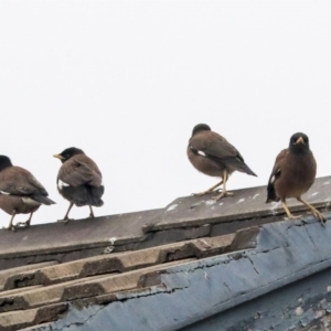 Acridotheres tristis at Higgins, ACT - 12 Jan 2020