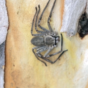 Isopeda sp. (genus) at Higgins, ACT - 12 Jan 2020