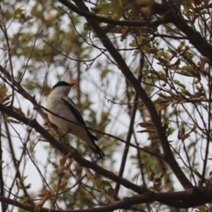 Lalage tricolor (White-winged Triller) at Kingston, ACT - 12 Jan 2020 by YellowButton