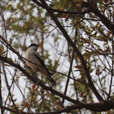 Lalage tricolor (White-winged Triller) at Kingston, ACT - 12 Jan 2020 by YellowButton