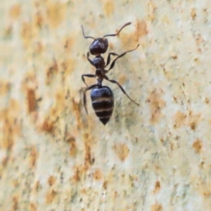 Crematogaster sp. (genus) at Higgins, ACT - 12 Jan 2020