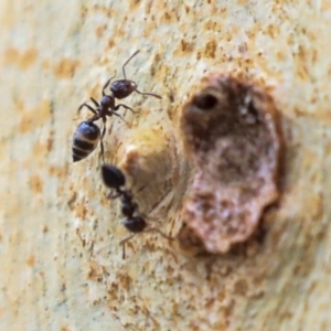 Crematogaster sp. (genus) at Higgins, ACT - 12 Jan 2020 07:43 AM