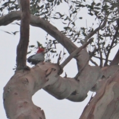 Callocephalon fimbriatum (Gang-gang Cockatoo) at Federal Golf Course - 11 Jan 2020 by JackyF