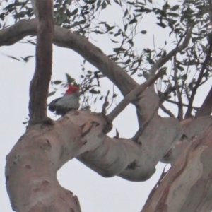 Callocephalon fimbriatum at Garran, ACT - suppressed