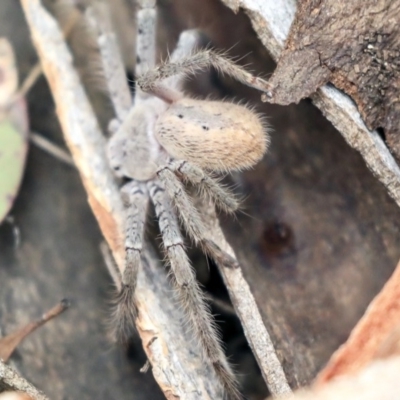 Sparassidae (family) (A Huntsman Spider) at Higgins, ACT - 11 Jan 2020 by AlisonMilton