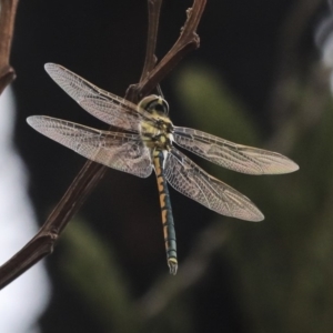 Hemicordulia tau at Hawker, ACT - 9 Jan 2020