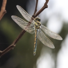 Hemicordulia tau at Hawker, ACT - 9 Jan 2020