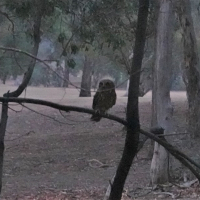 Ninox boobook (Southern Boobook) at Garran, ACT - 11 Jan 2020 by JackyF