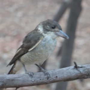 Cracticus torquatus at Garran, ACT - 11 Jan 2020