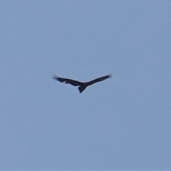 Aquila audax (Wedge-tailed Eagle) at Deakin, ACT - 10 Jan 2020 by JackyF