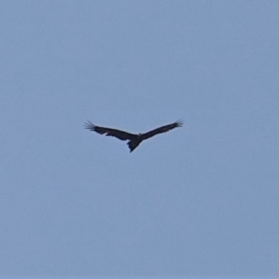 Aquila audax (Wedge-tailed Eagle) at GG38 - 9 Jan 2020 by JackyF