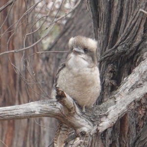 Dacelo novaeguineae at Deakin, ACT - 12 Jan 2020