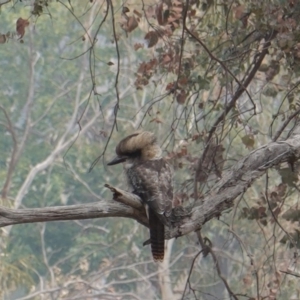 Dacelo novaeguineae at Deakin, ACT - 12 Jan 2020 02:15 PM