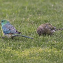 Psephotus haematonotus (Red-rumped Parrot) at Holt, ACT - 11 Jan 2020 by Alison Milton