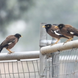 Acridotheres tristis at Holt, ACT - 12 Jan 2020